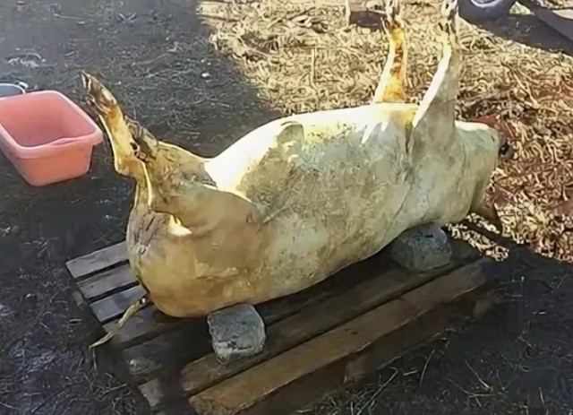 Синицы, кушают  много