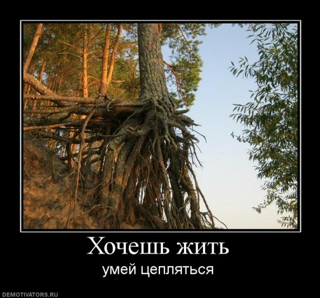 Склад баянов