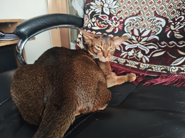 С котовторником!