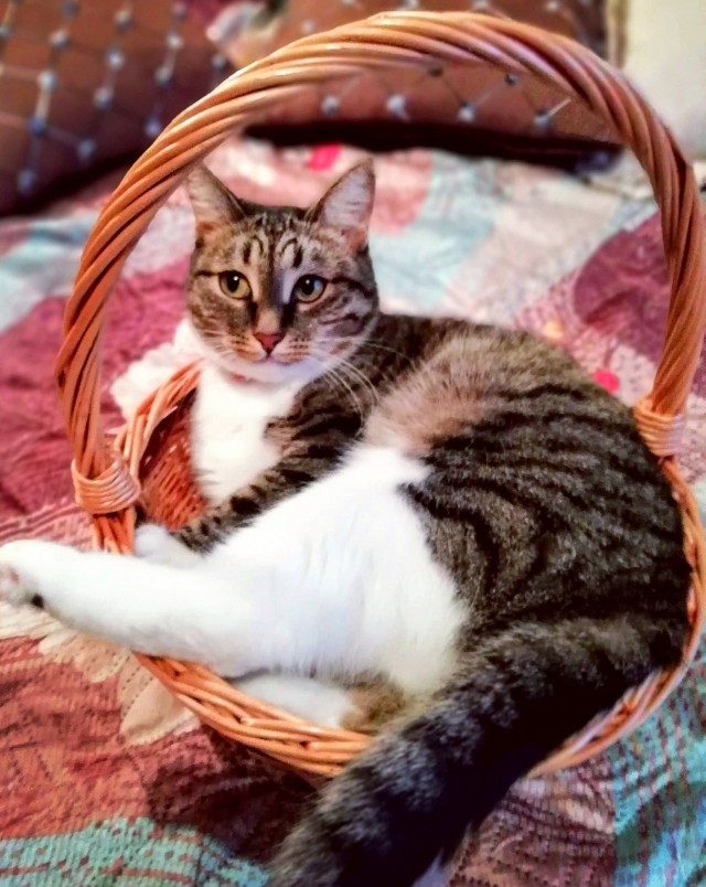 Котовторник