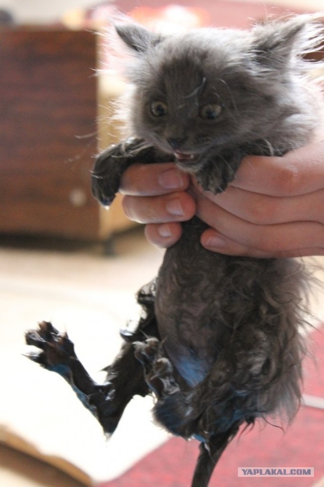 Котовторник 8.10.2013
