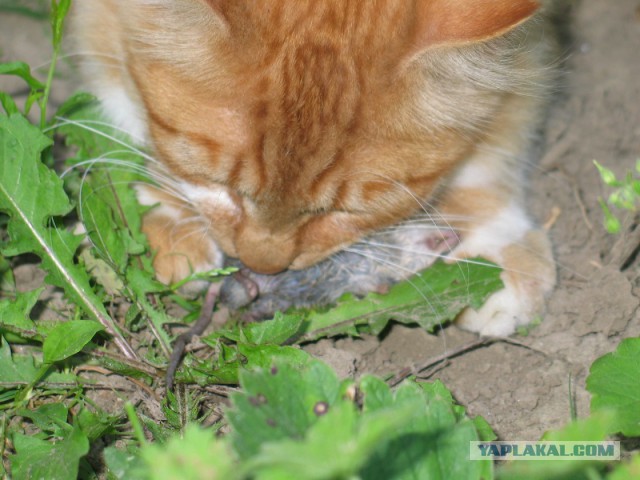 Котовторник 01.04.2014