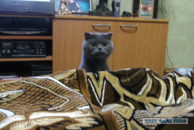 Котовторник  08.04.2014