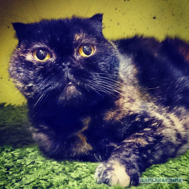 Котовторник 6.05.2014