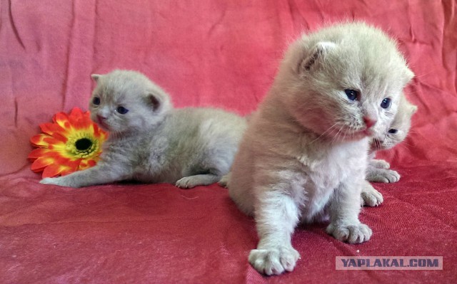 А у нас сегодня кошка родила вчера котят