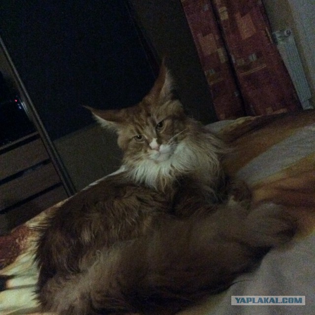 Котовторник 26.08.14.