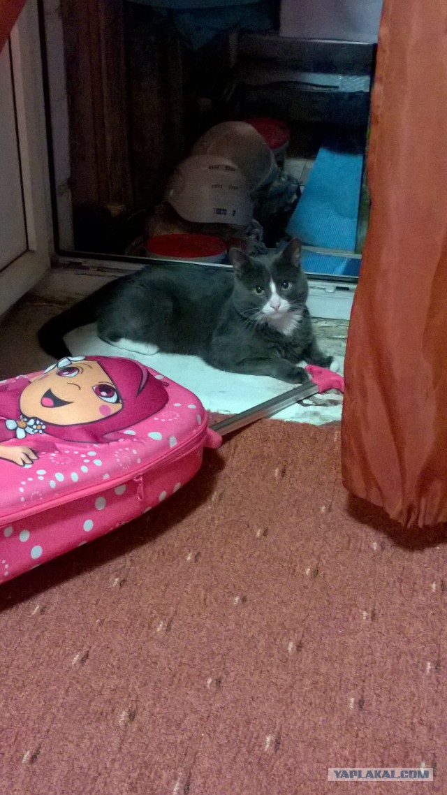 Котовторник 02.09.2014