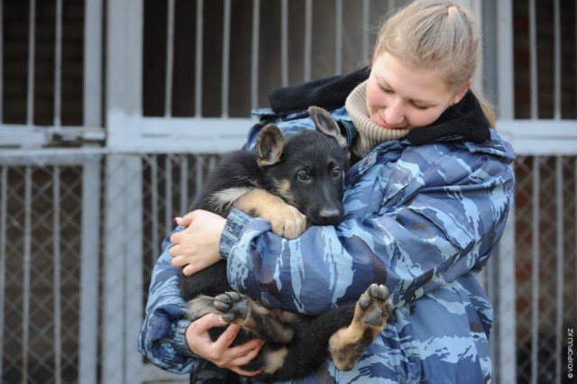 Один день из жизни К-9: служебные собаки