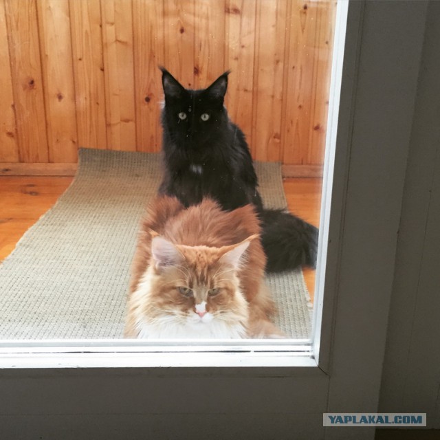 Котовторник