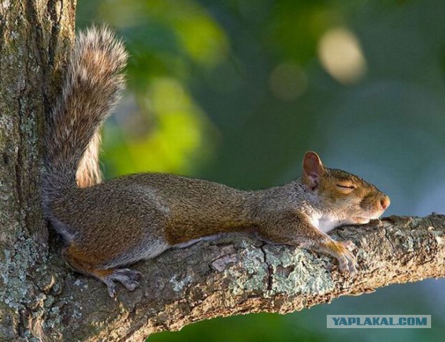 Забавных животных  фото