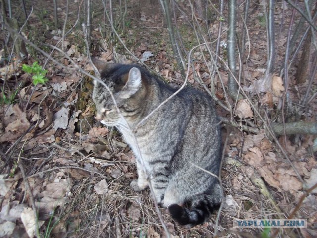 Жизнь домашнего приюта для котеек