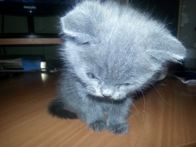 Котовторник