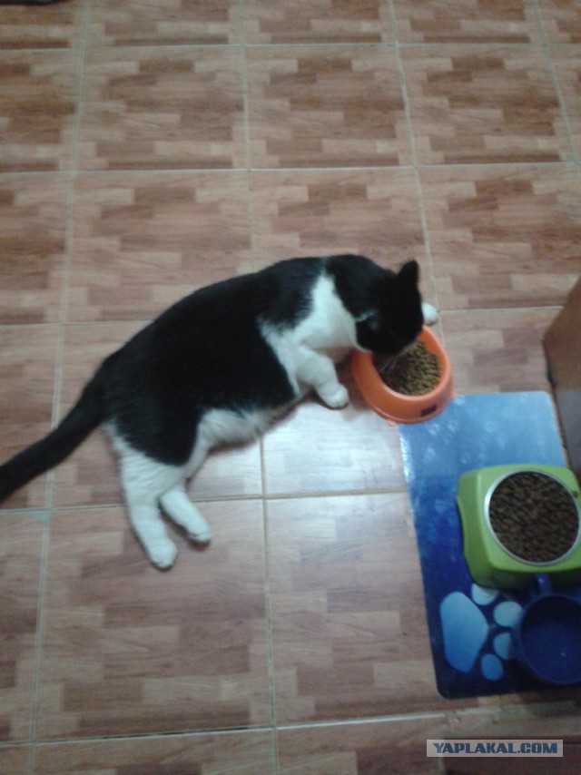 Кот смешно пьет водичку