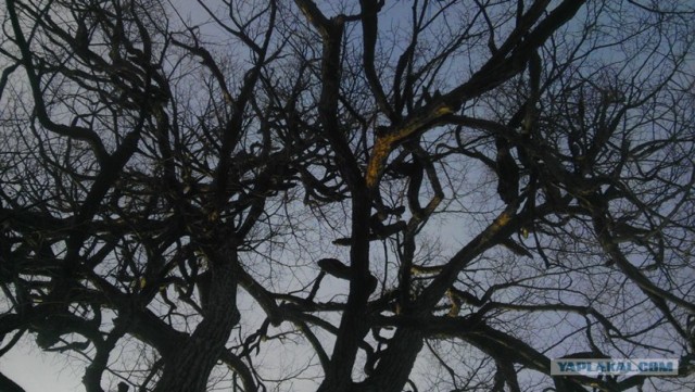 Место для шабаша?