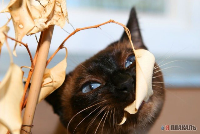 Коты, кошки, котята