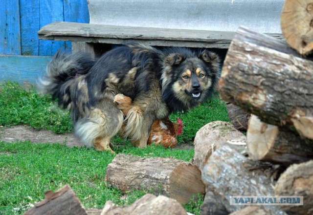 Картинки на пятницу
