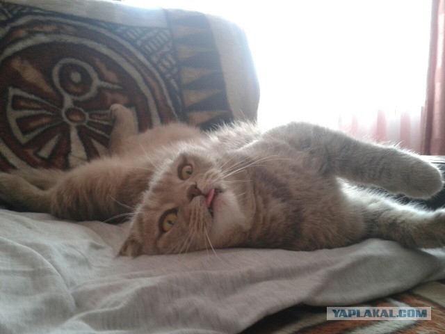 Котовторник 06.09.2016