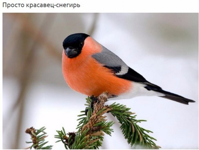 Самые смешные животные