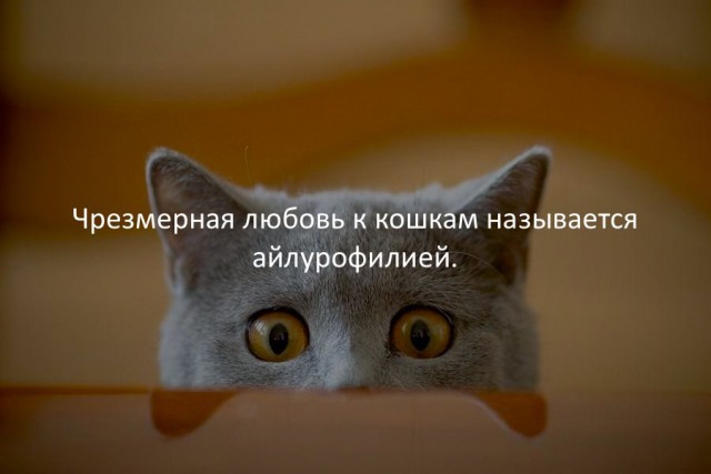 40 фактов в картинках
