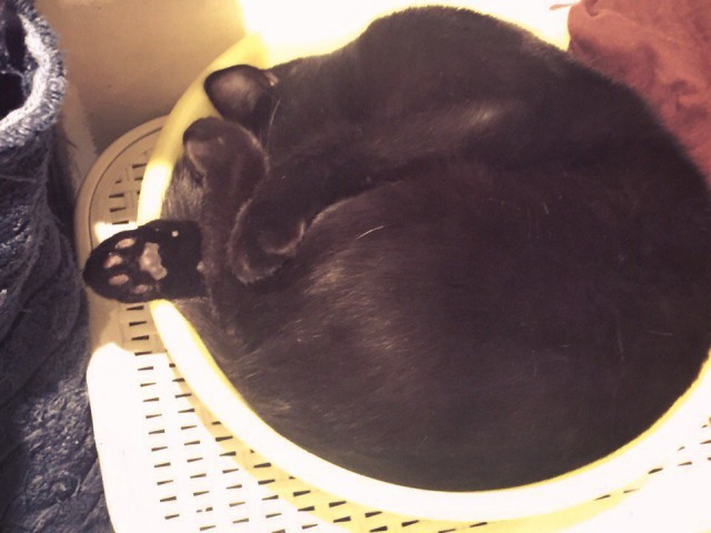 Коты из сети