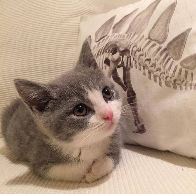 Коты из сети