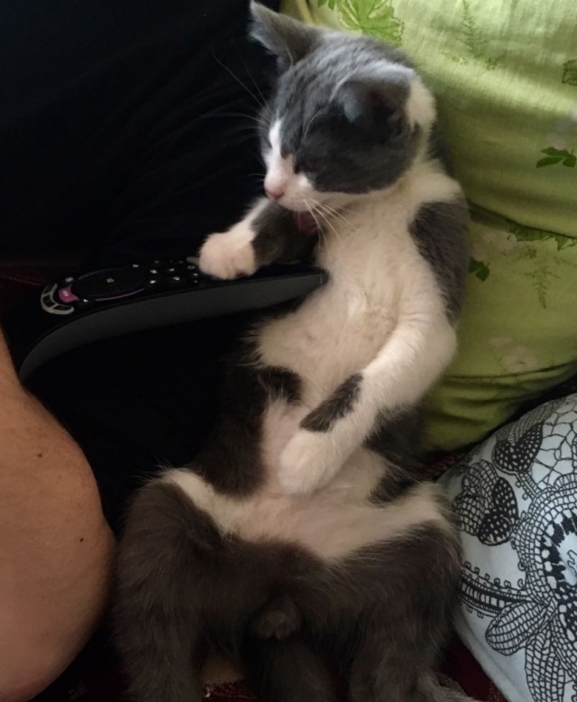 Коты и Кошки