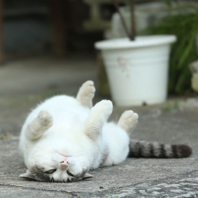 Коты и Кошки