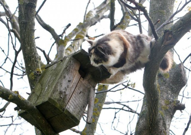 Коты и Кошки