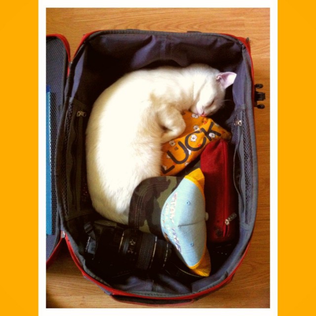 Котовторник 27.06.2017
