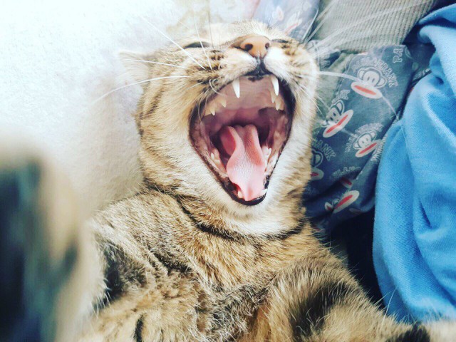 Коты и Кошки