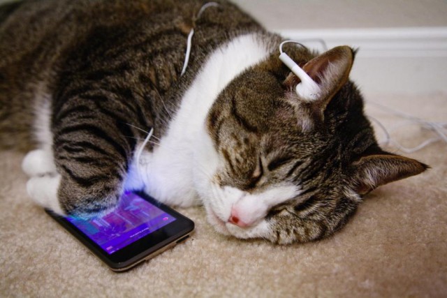 Коты и Кошки