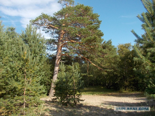 Беседка ФиС ЯПа