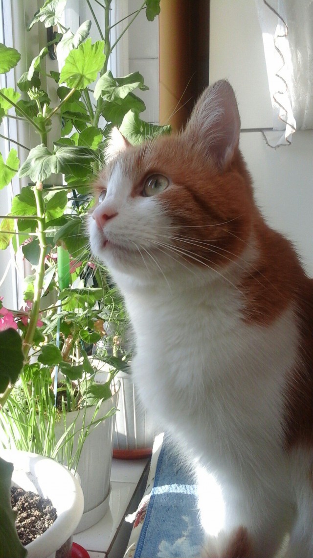 Фотобомбы котов