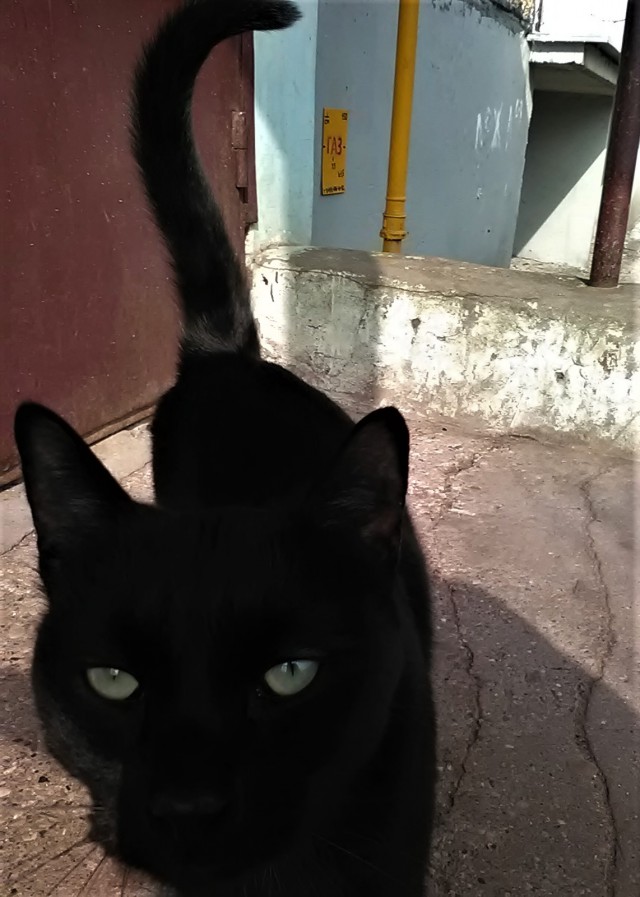 Котовторник 24.04.2018