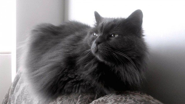 Котовторник 29.5.18