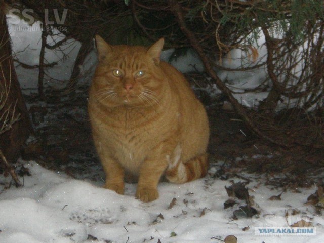 И снова во вторник - котовторник