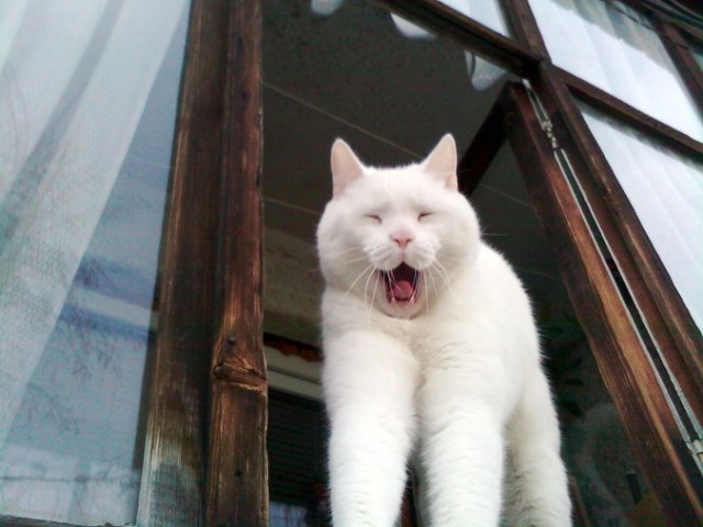 Котятовторник, 25.05.2010