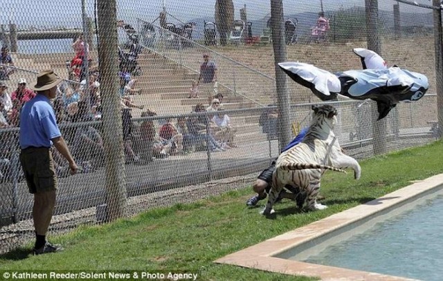Дельфин спас дрессировщика от тигра!
