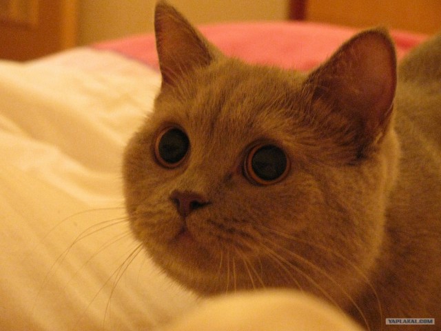 Котовторник!