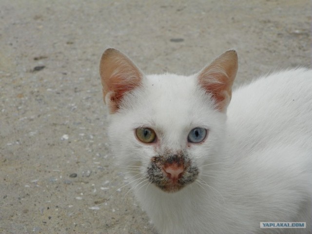 Котовторник начался