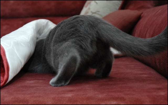 Котовторник стартует