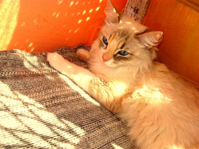 Начинаем котовторник!