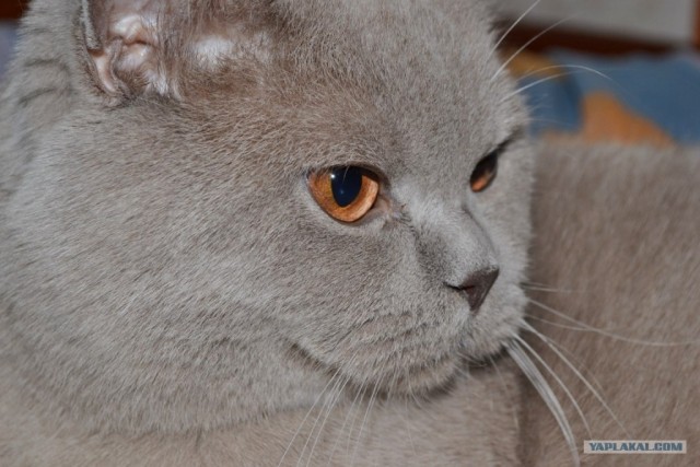 Первый котовторник июля