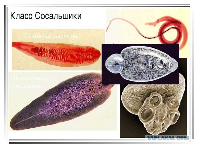 Немного юмора, умного