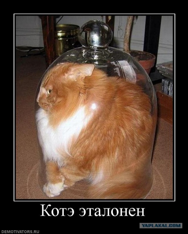 Им удобно везде