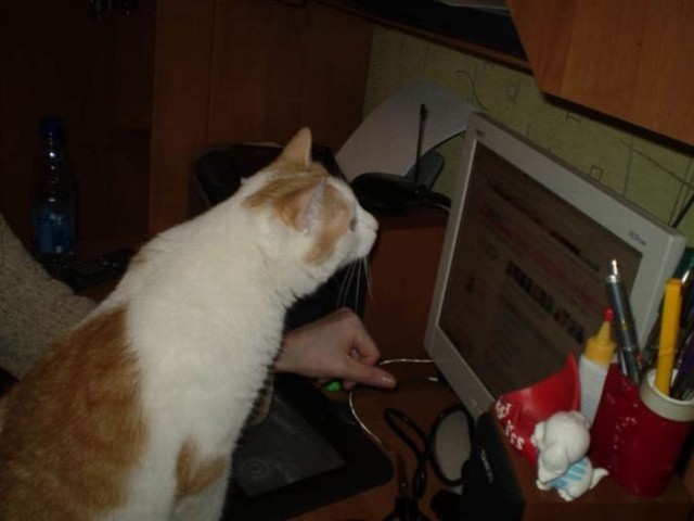 Котовторник!