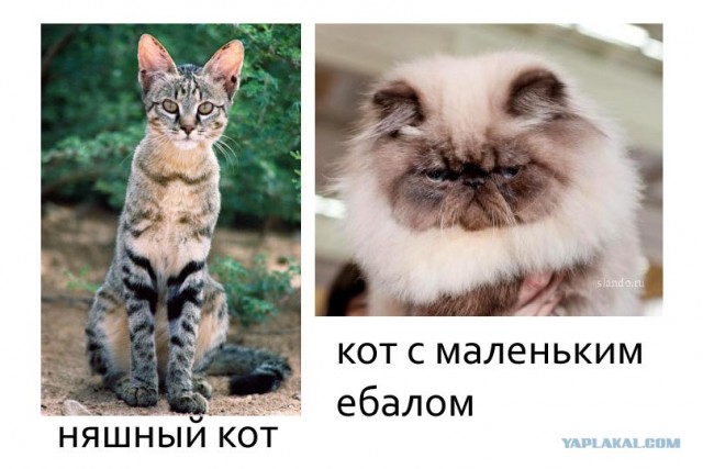 Коты и собаки