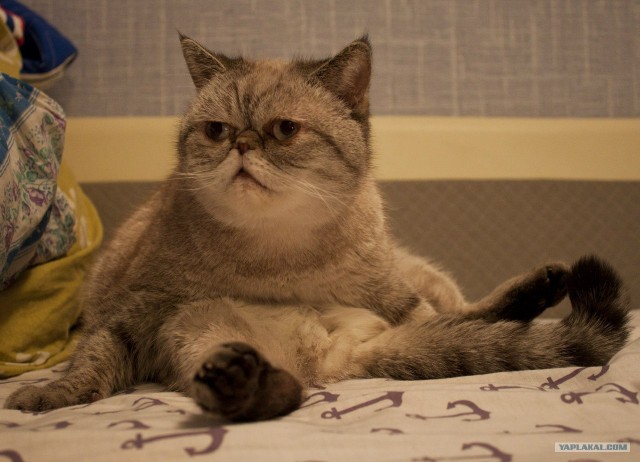 Котовторник (07.02.2012)