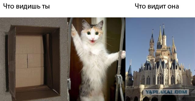 Человеческая реальность VS Животная реальность