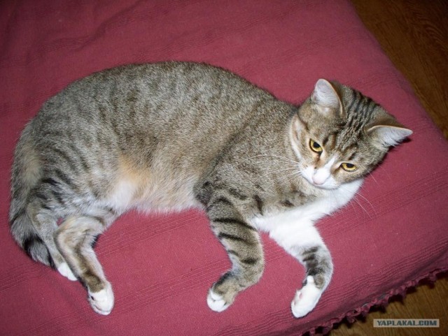Котовторник 03 07 2012